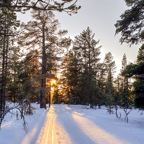 Skidspår bland tallar