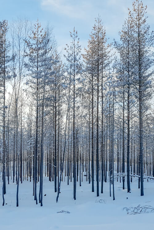 Bränd skog Hälsingland 2019