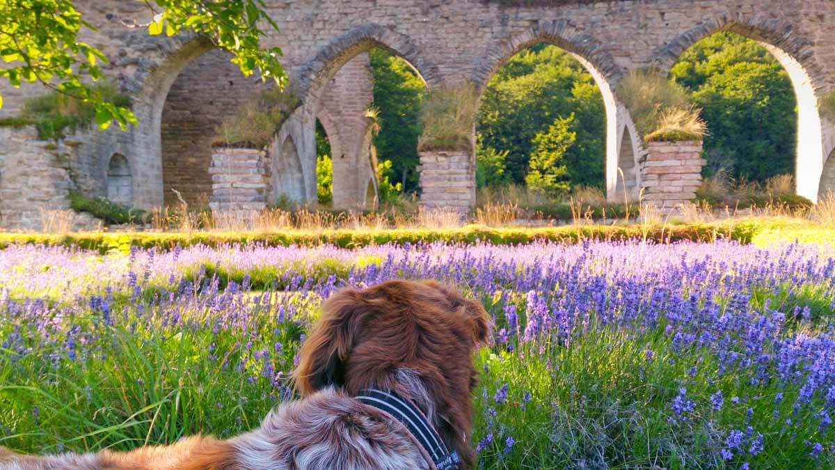 Klosterruin, lavendel och hund