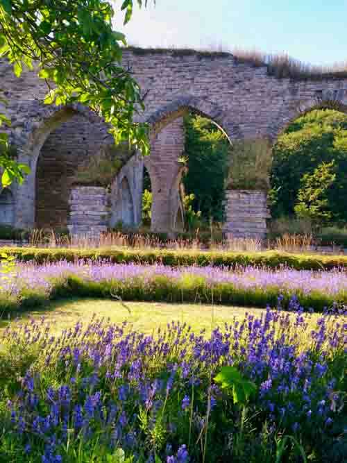 klosterruin och lavendel