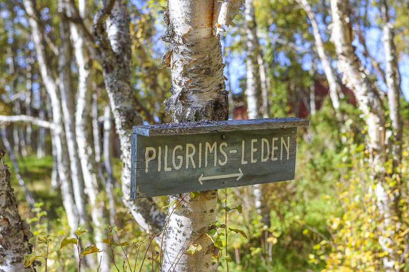 Skylt med Pilgrims-leden sittande på en fjällbjörk